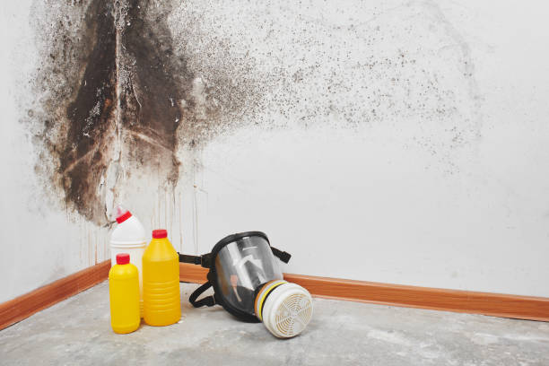 Best Black Mold Removal  in Red Lake, AZ