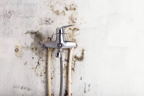 Best Professional Mold Removal  in Red Lake, AZ