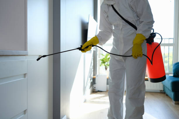 Best Best Mold Removal Companies  in Red Lake, AZ