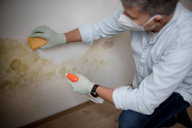 Best Toxic Mold Removal  in Red Lake, AZ