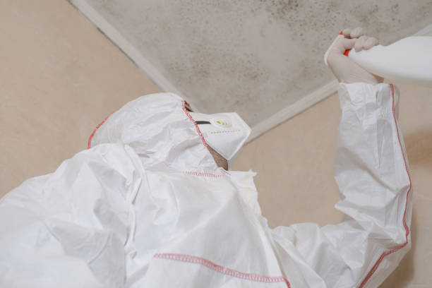 Best Home Mold Removal  in Red Lake, AZ