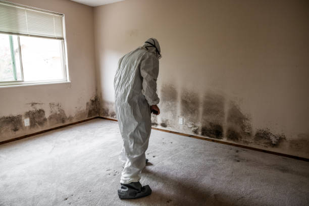 Certified Mold Removal in Red Lake, AZ
