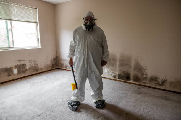 Best Local Mold Removal Service  in Red Lake, AZ