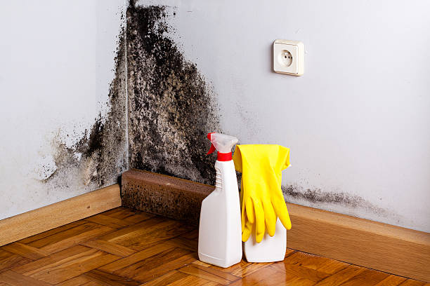 Best Crawl Space Mold Removal  in Red Lake, AZ