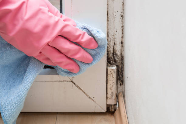 Best Mold Cleaning Services  in Red Lake, AZ